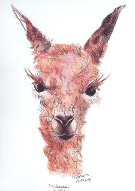 Newborn Alpaca Greeting Card by Dee